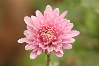 Picture of Chrysanthemum